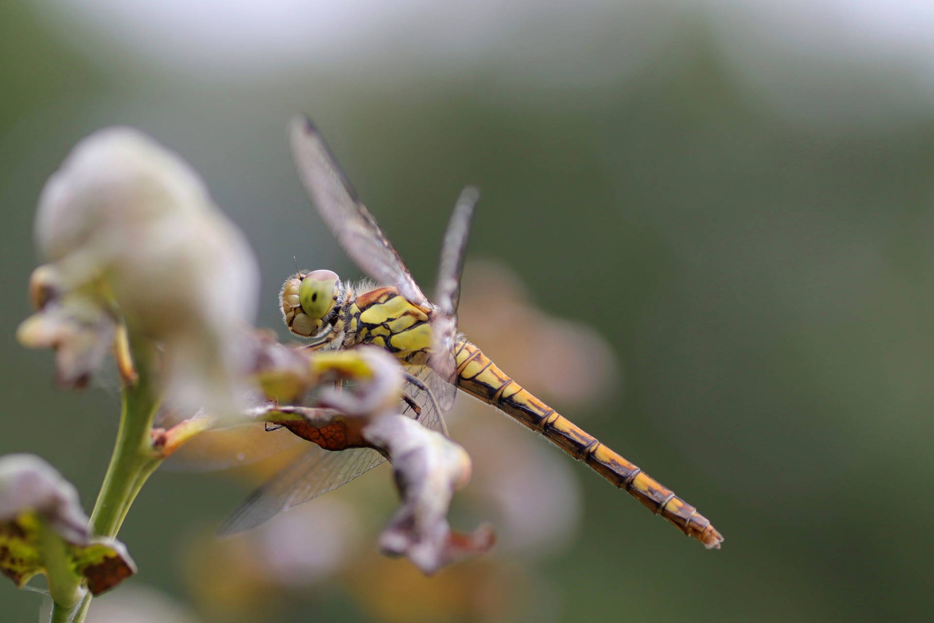 dragonfly-6510395-insekti-insects-pixabay.jpg
