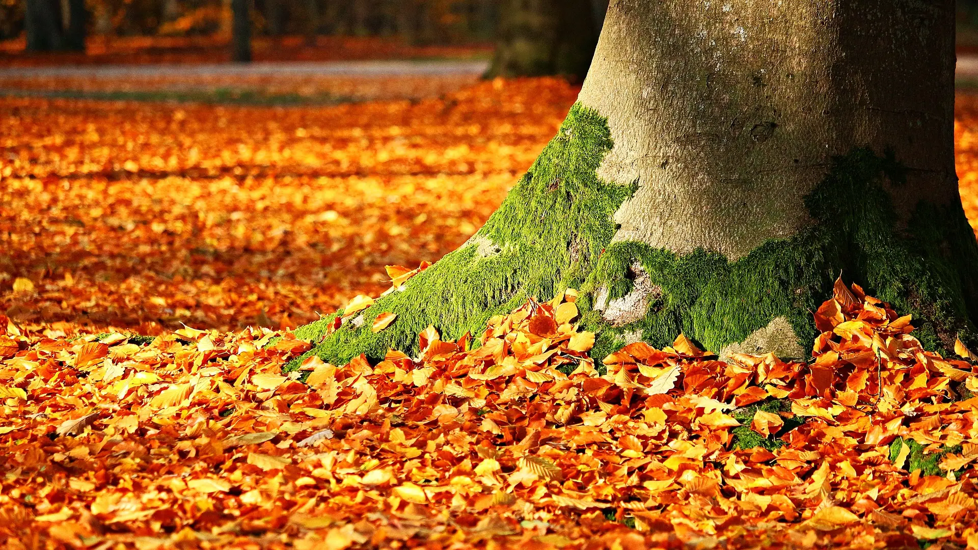 lišće,jesen,pixabay-1666783852637.webp