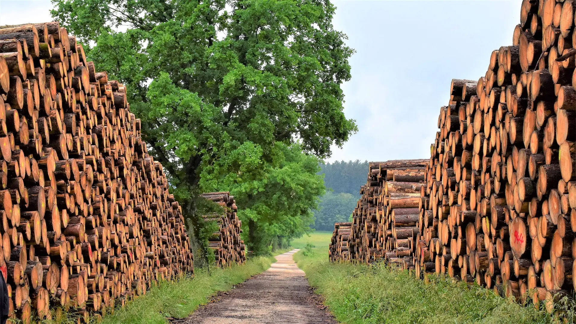 wood ogrev, drva, šuma pixabay-6463312705ba9.webp